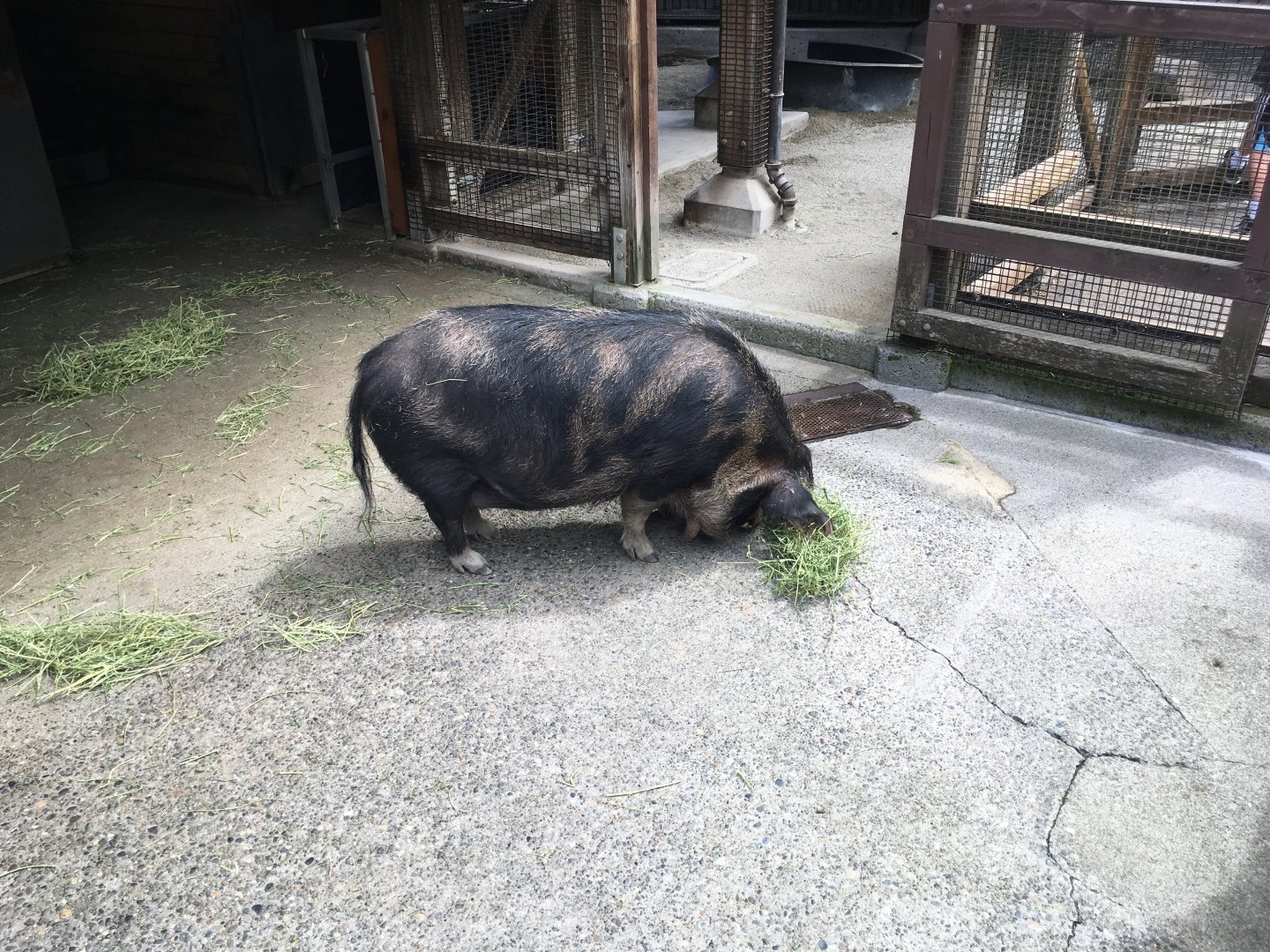 Kunekune pig