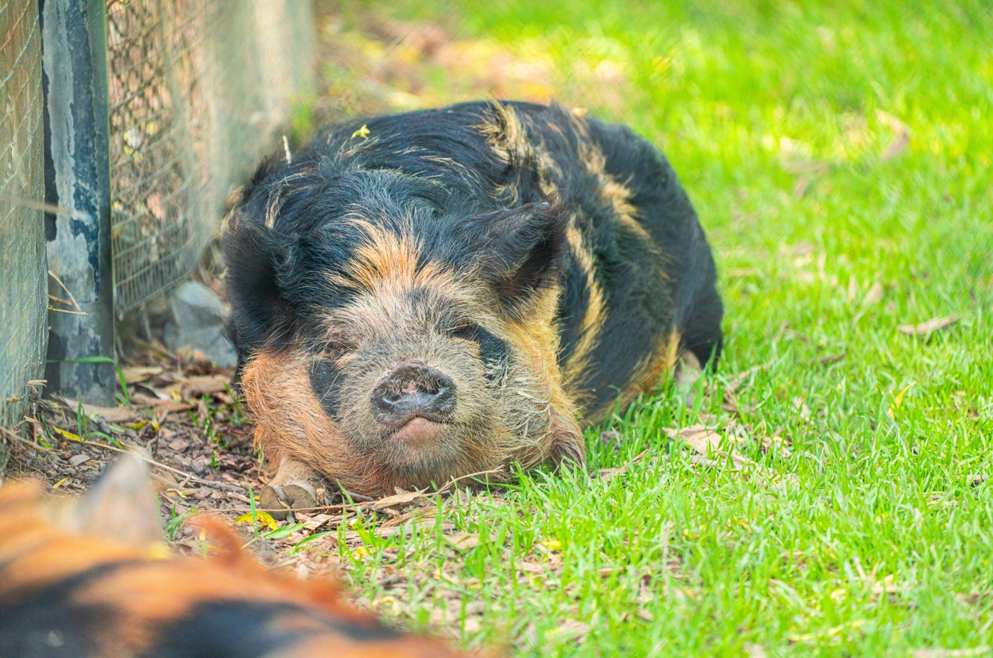 Kunekune Pig