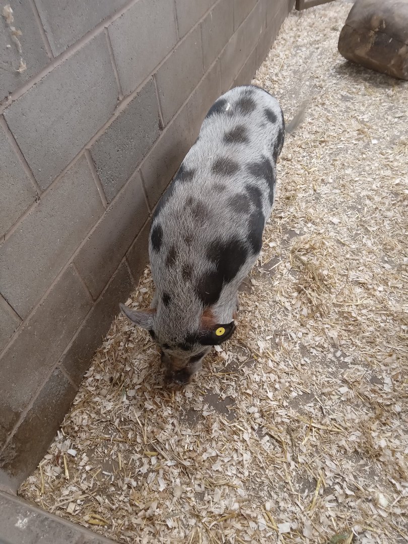 Kunekune Pig