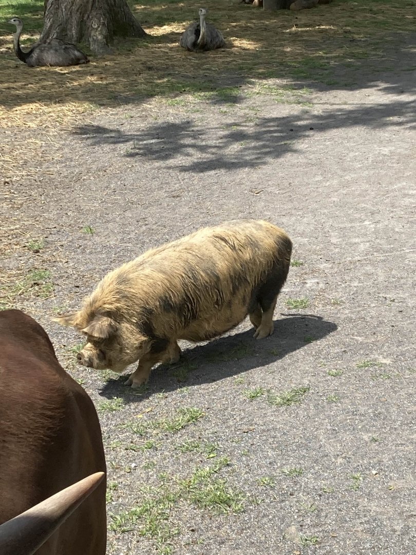 Kunekune Pig