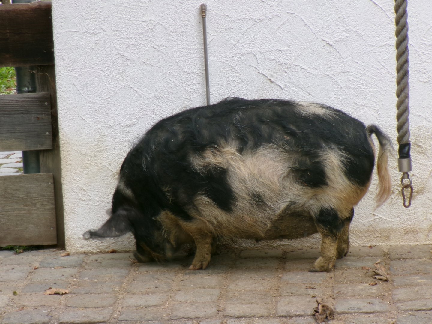 Kunekune pig