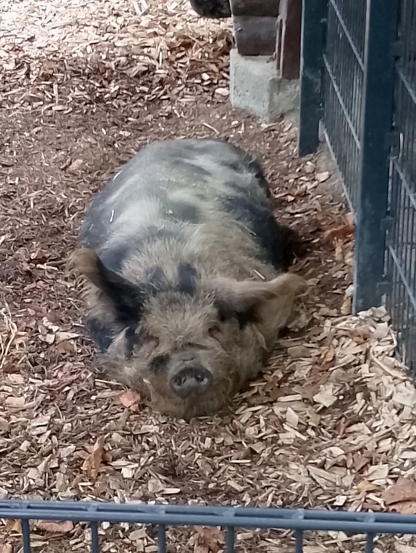 Kunekune pig