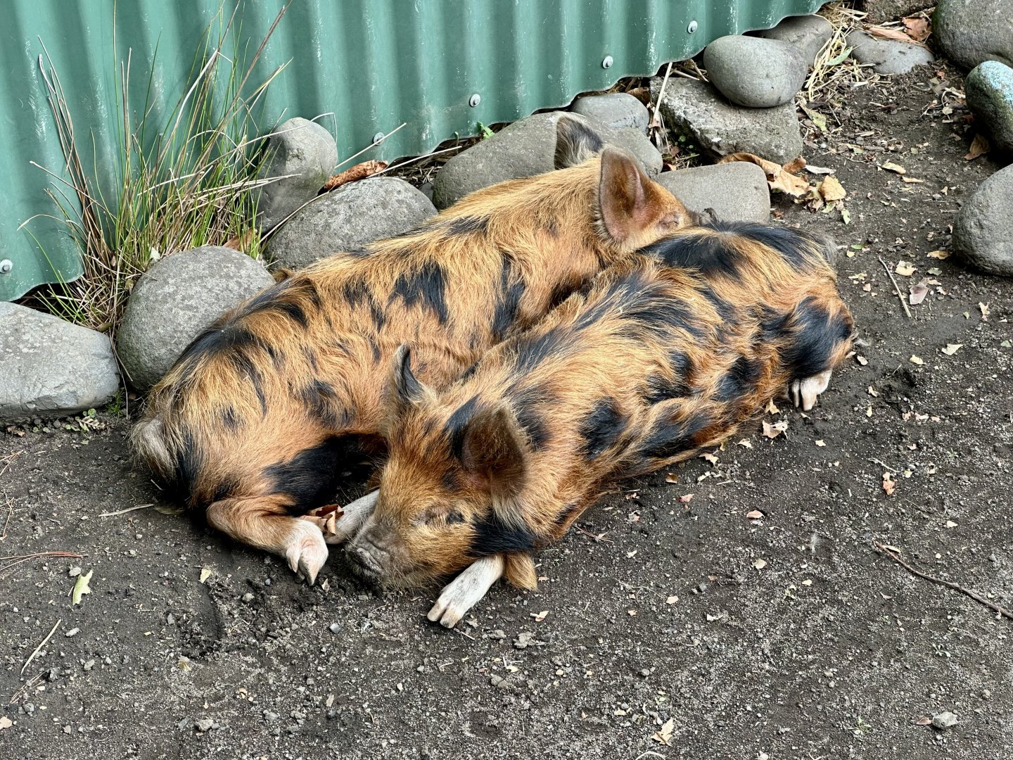 Kunekune Piglets