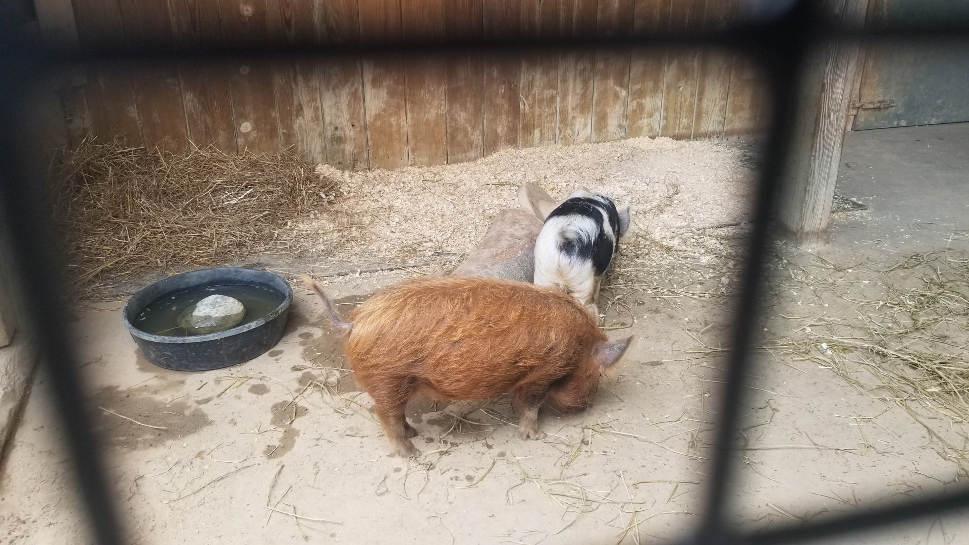Kunekune pigs