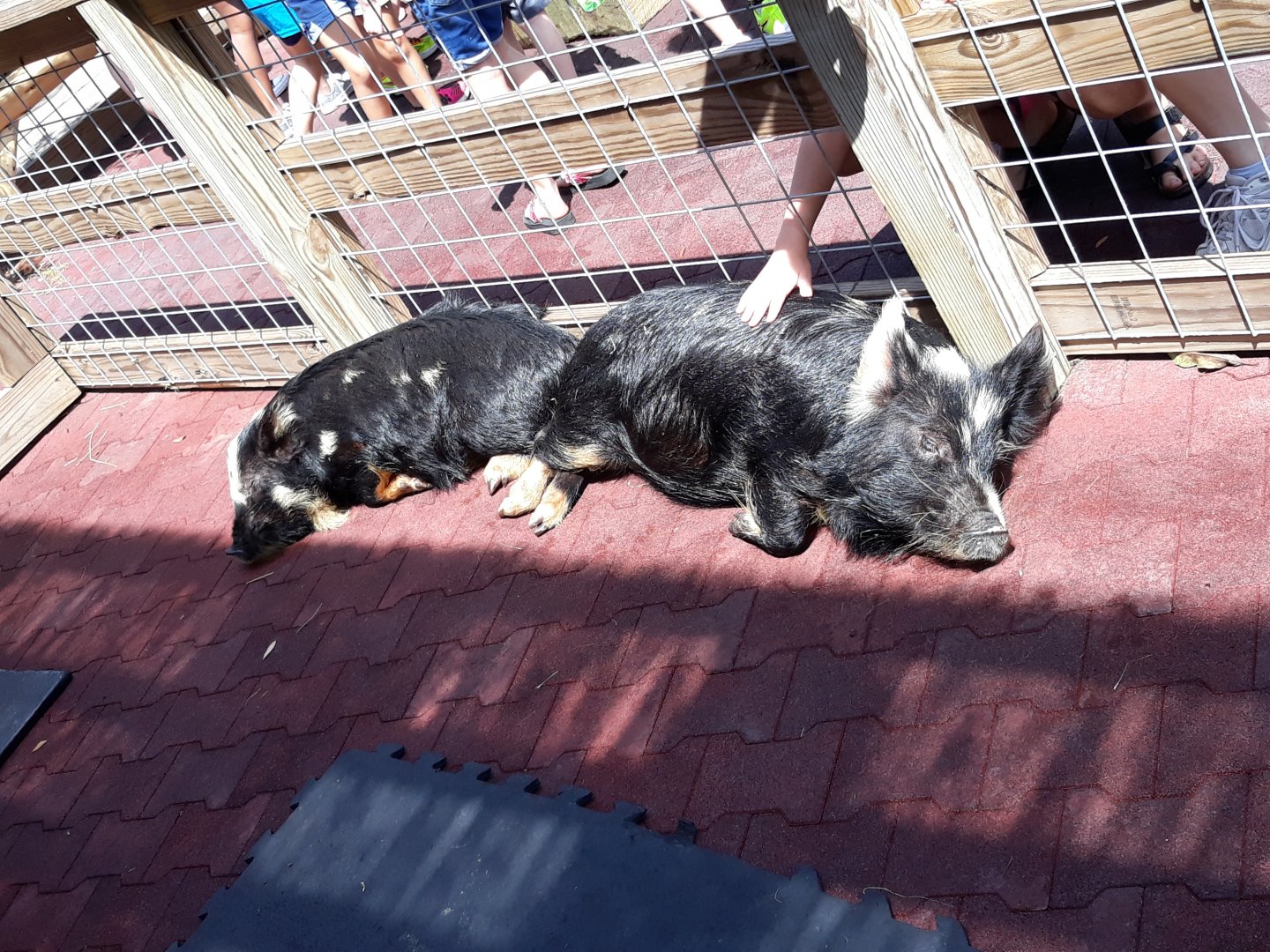 Kunekune pigs