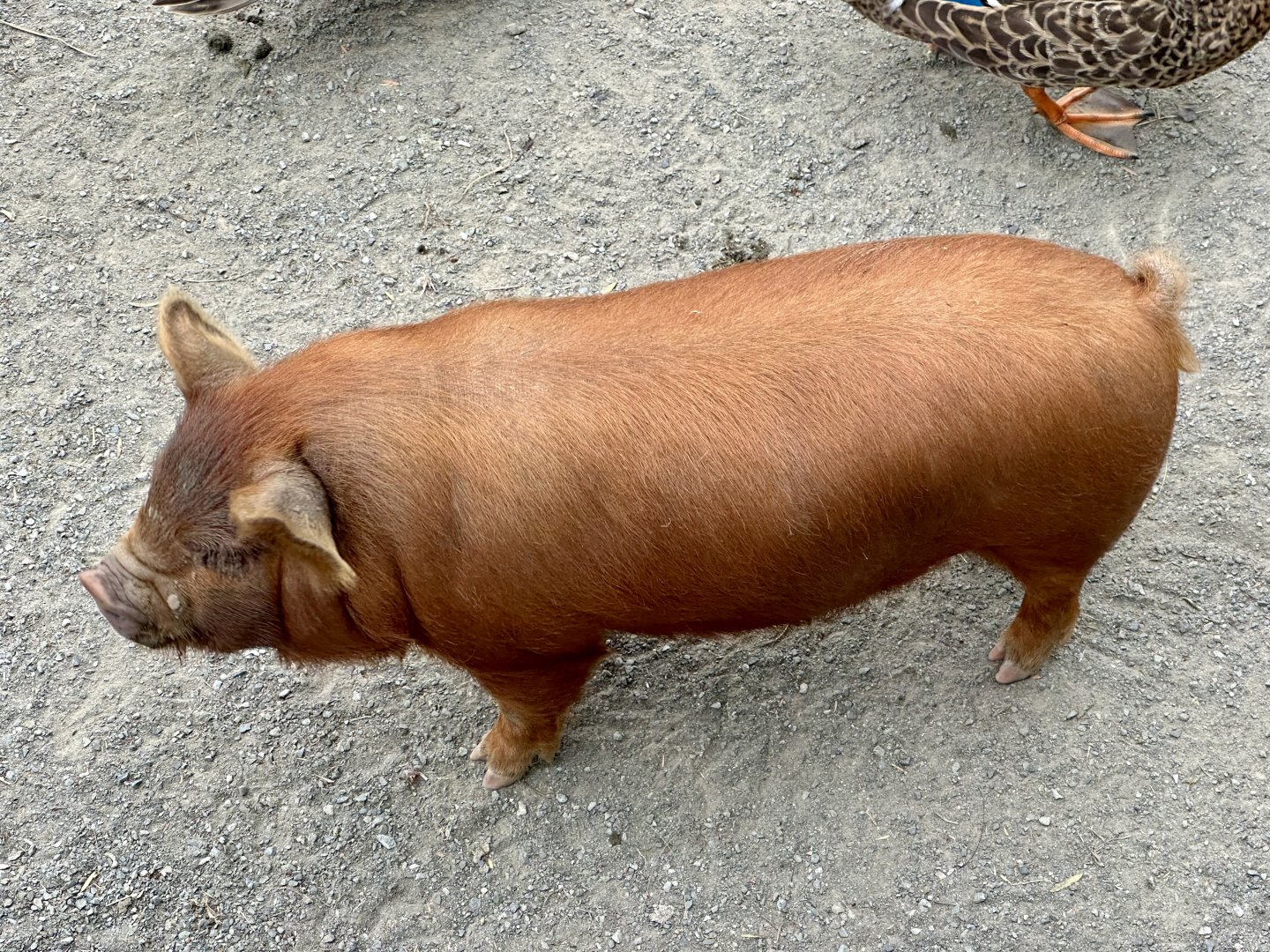 Kunekune (Sus domesticus)