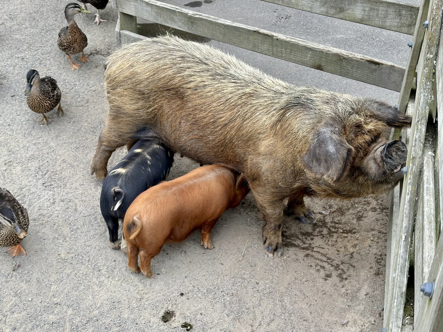 Kunekune (Sus domesticus)