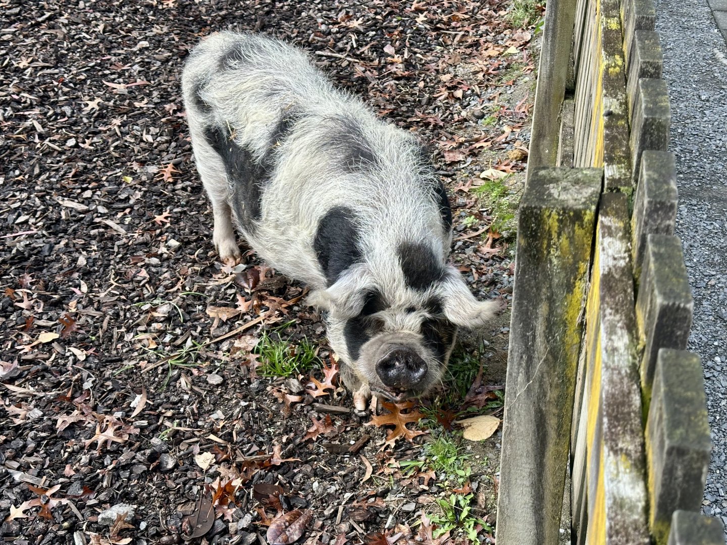Kunekune (Sus domesticus)
