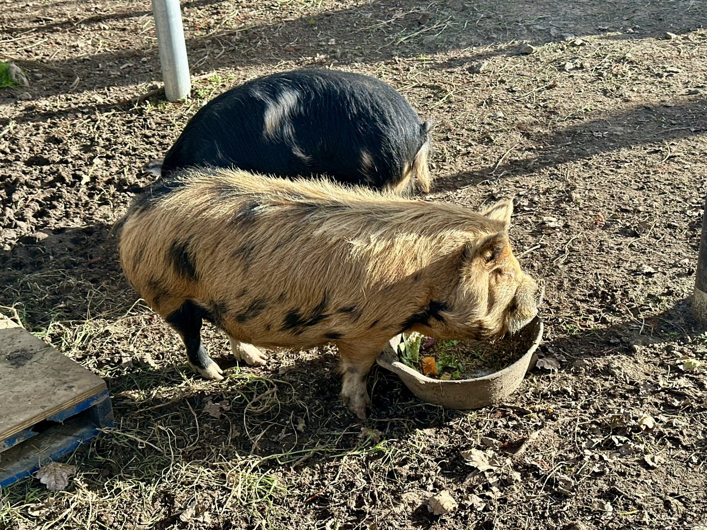Kunekune (Sus domesticus)