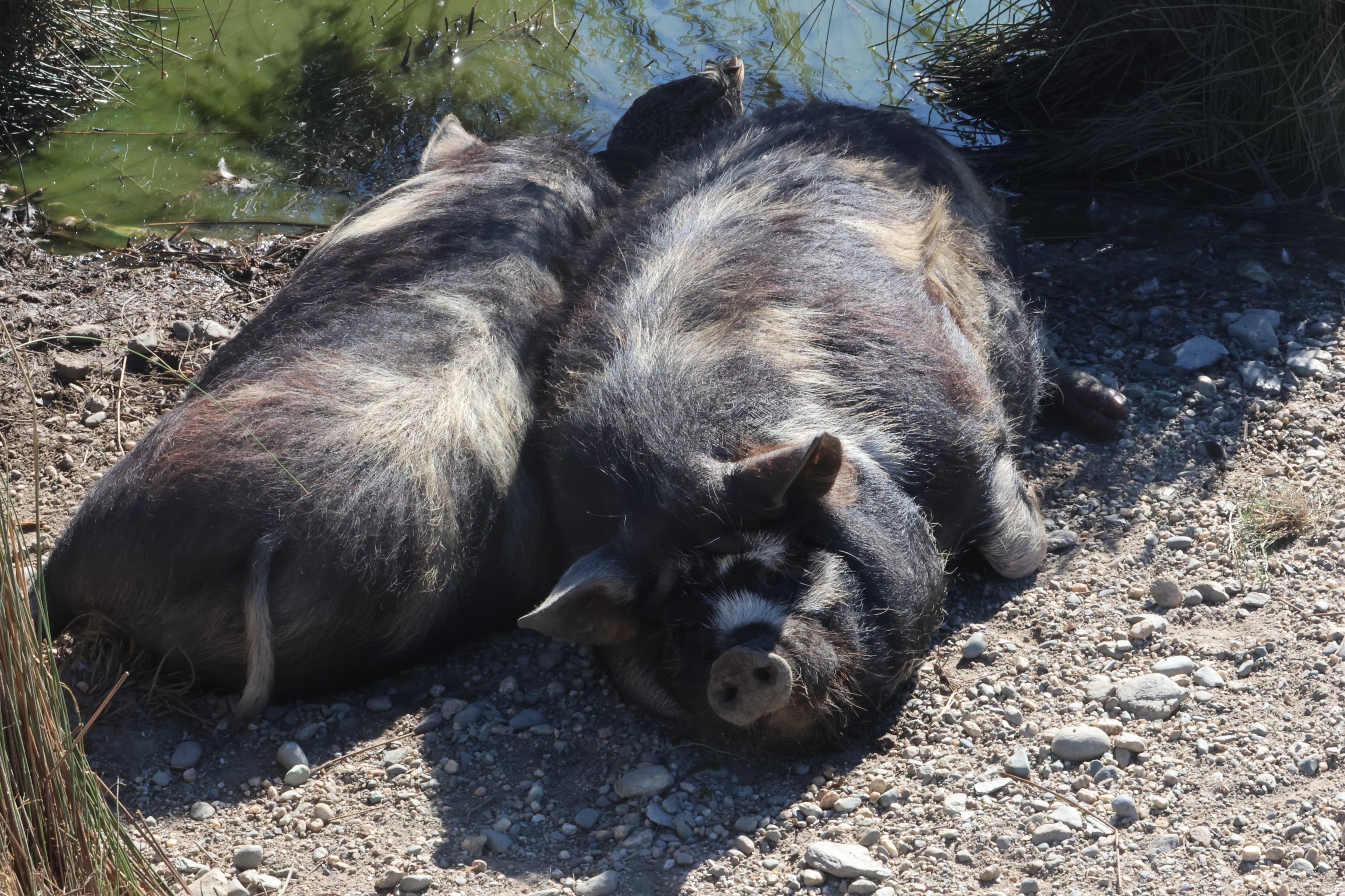 Kunekune (Sus scrofa domesticus), Deer Park Heights (Queenstown)