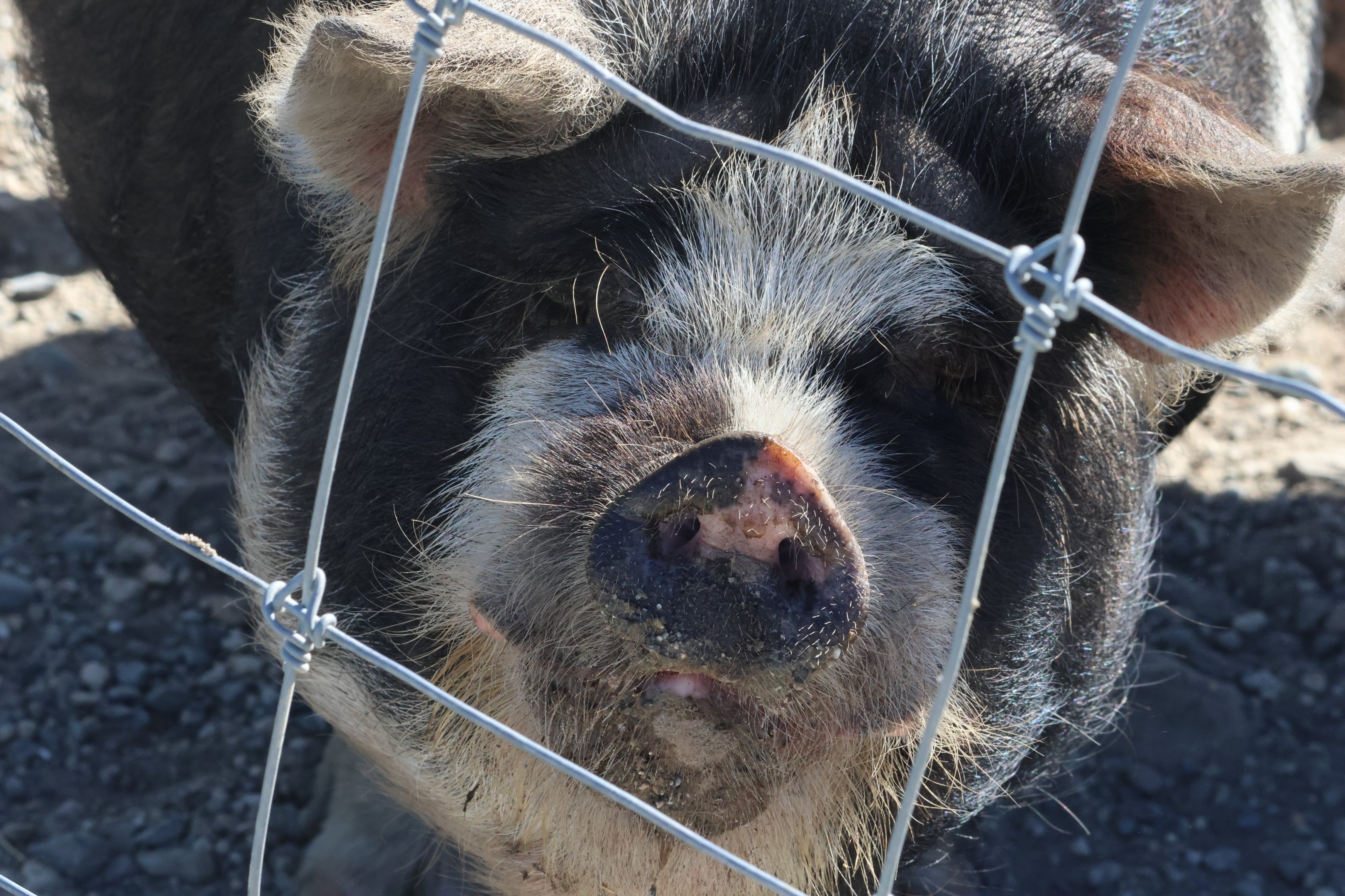 Kunekune (Sus scrofa domesticus), Deer Park Heights (Queenstown)