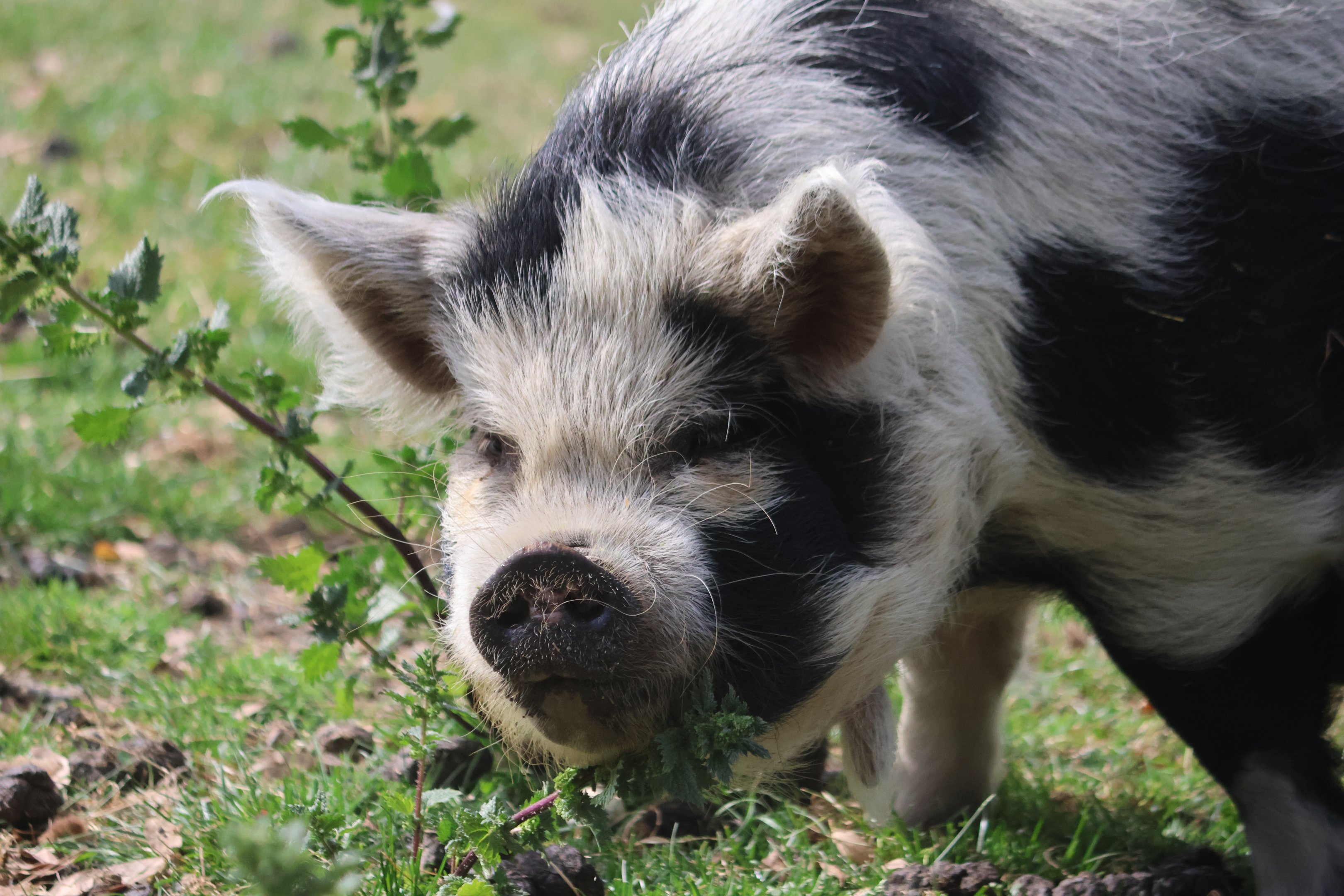 Kunekune (Sus scrofa domesticus), petting zoo at Remarkable Vets Arrowtown