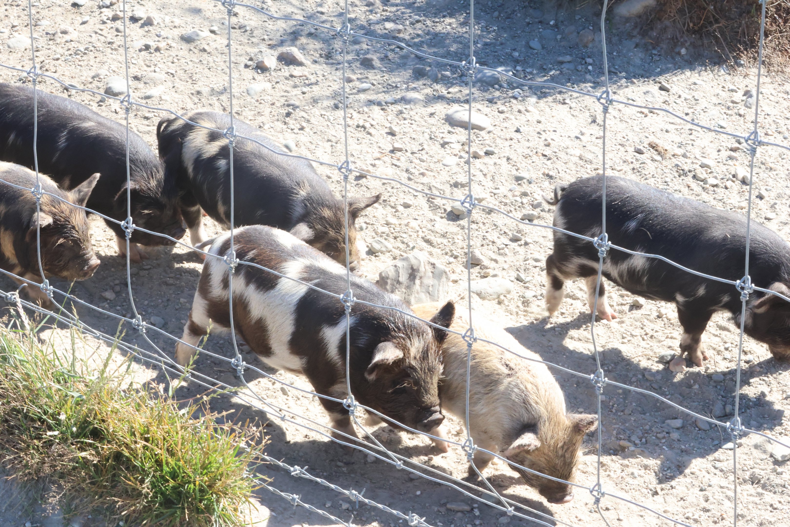 Kunekune (Sus scrofa domesticus) piglets, Deer Park Heights (Queenstown)
