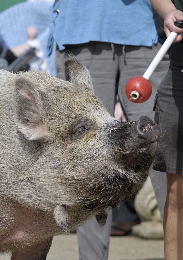 Kunekune walkabout