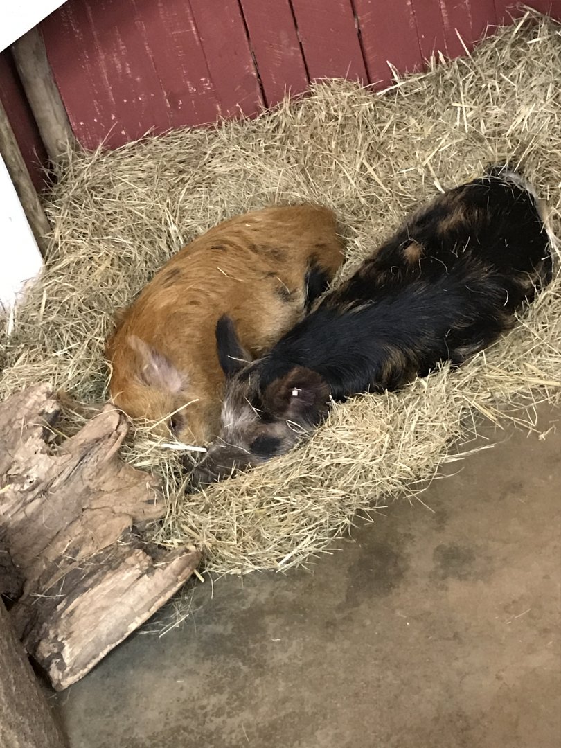 Kunukune pigs-Arya & Stark