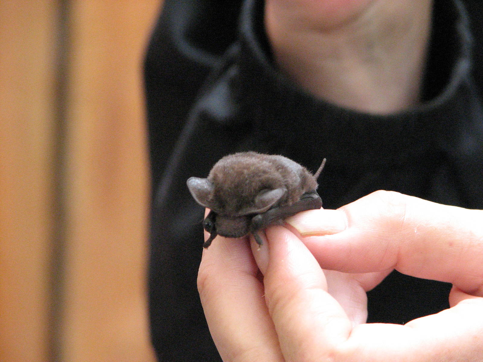 Kuranda Bat Reach 2007 - Pam shows us a tiny young bat
