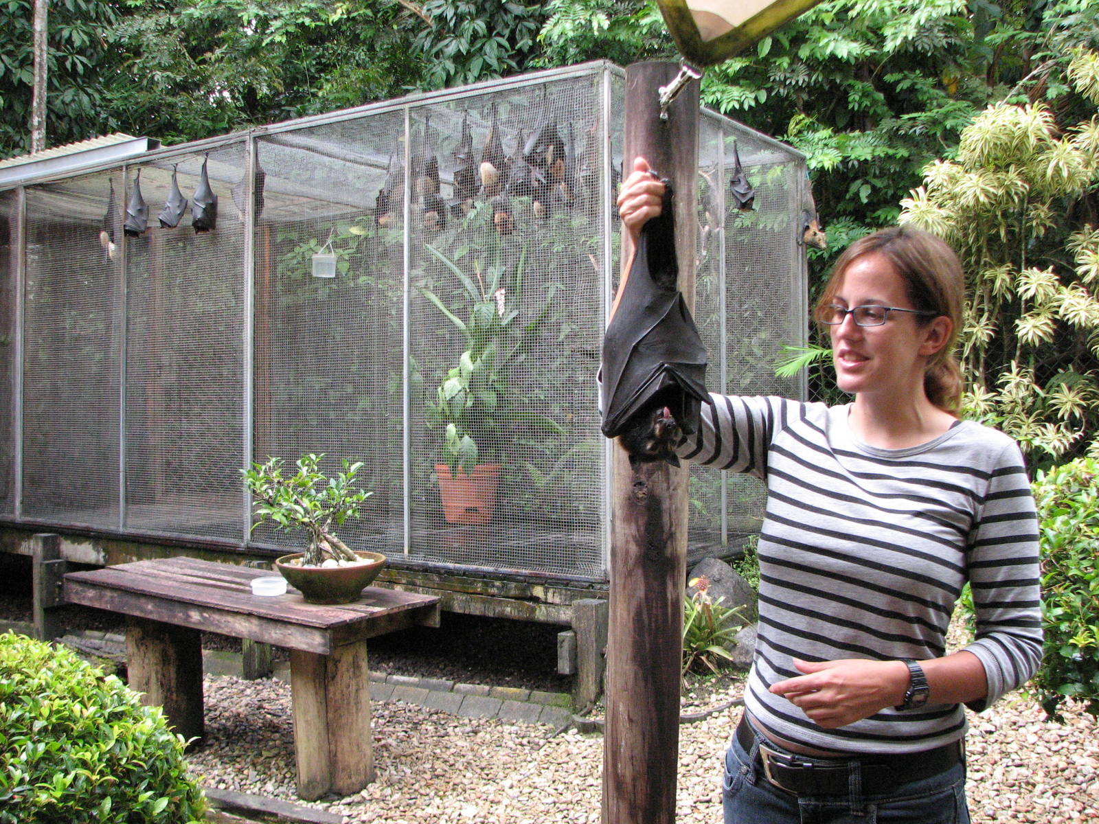 Kuranda Bat Reach 2007 - Volunteer shows a rescued fruit bat