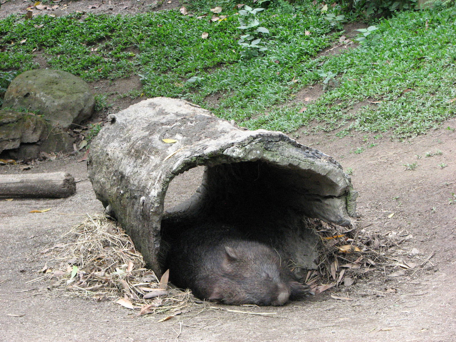 Kuranda Koala Gardens - Common Wombat sleeping