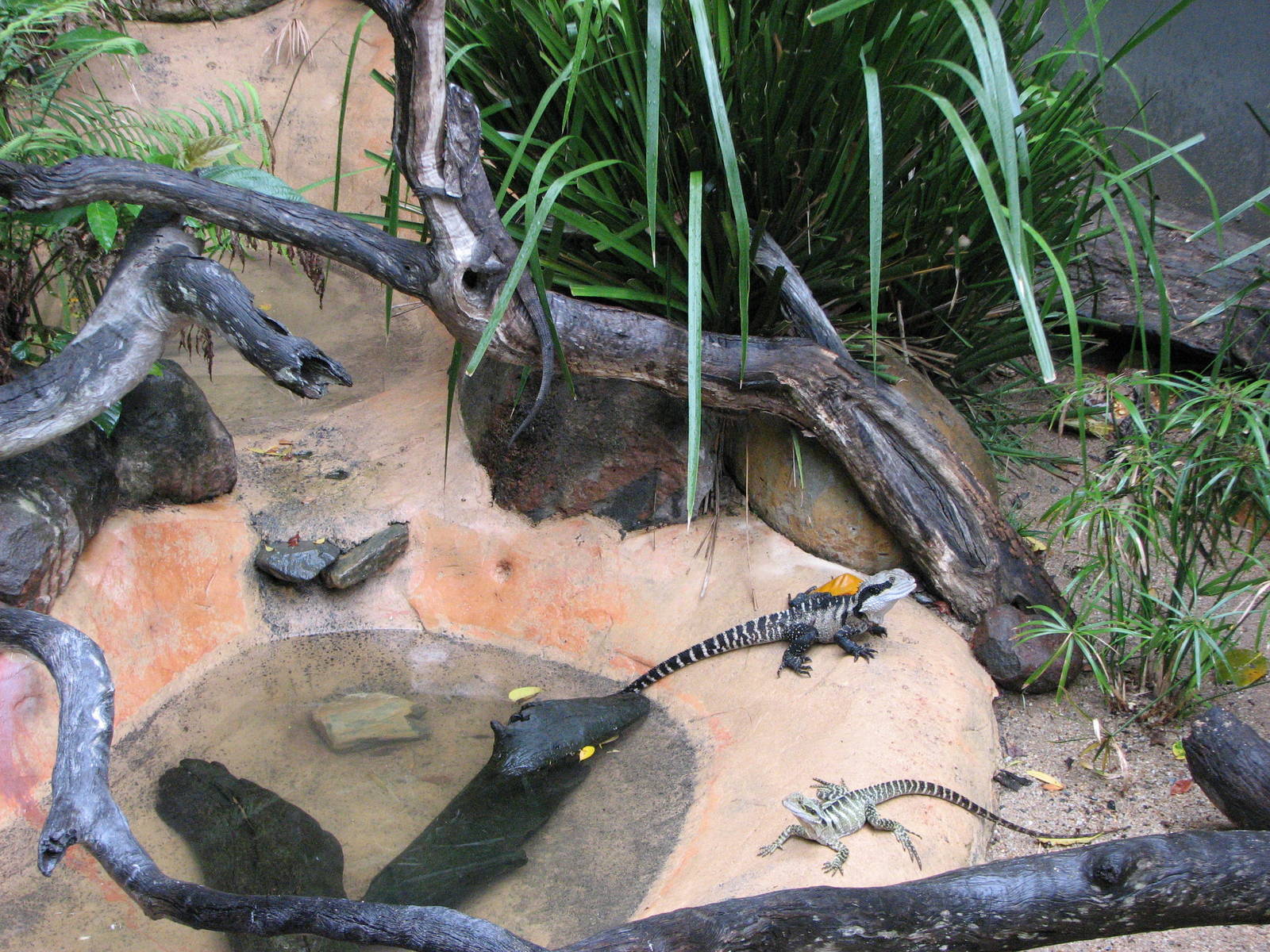 Kuranda Koala Gardens - Eastern Water Dragon exhibit