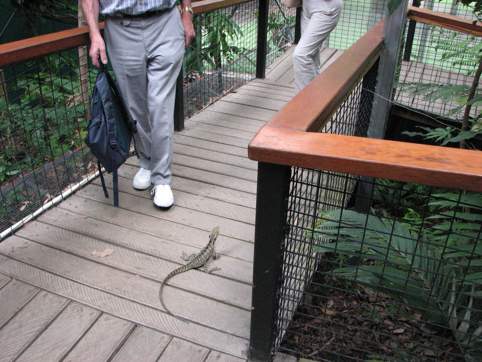 Kuranda Koala Gardens - Eastern Water Dragon tries to block the pathway