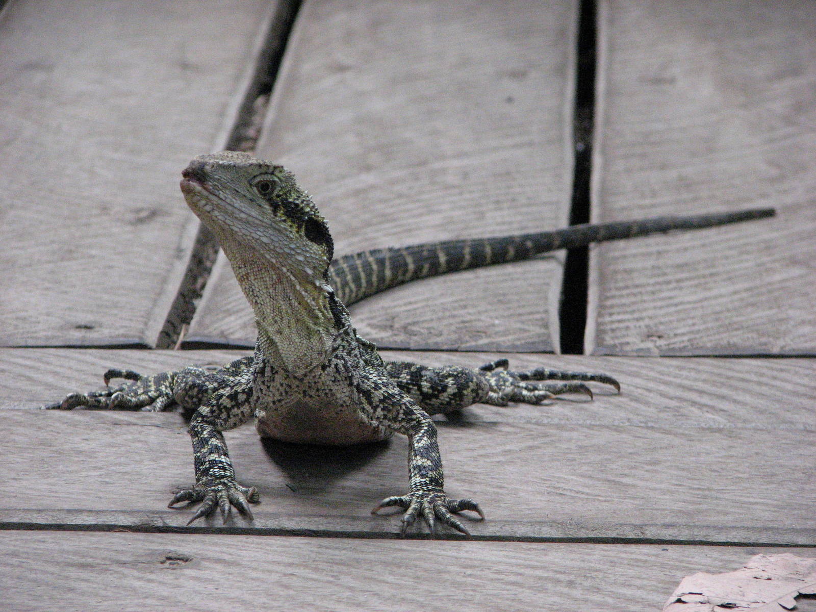 Kuranda Koala Gardens - Eastern Water Dragon