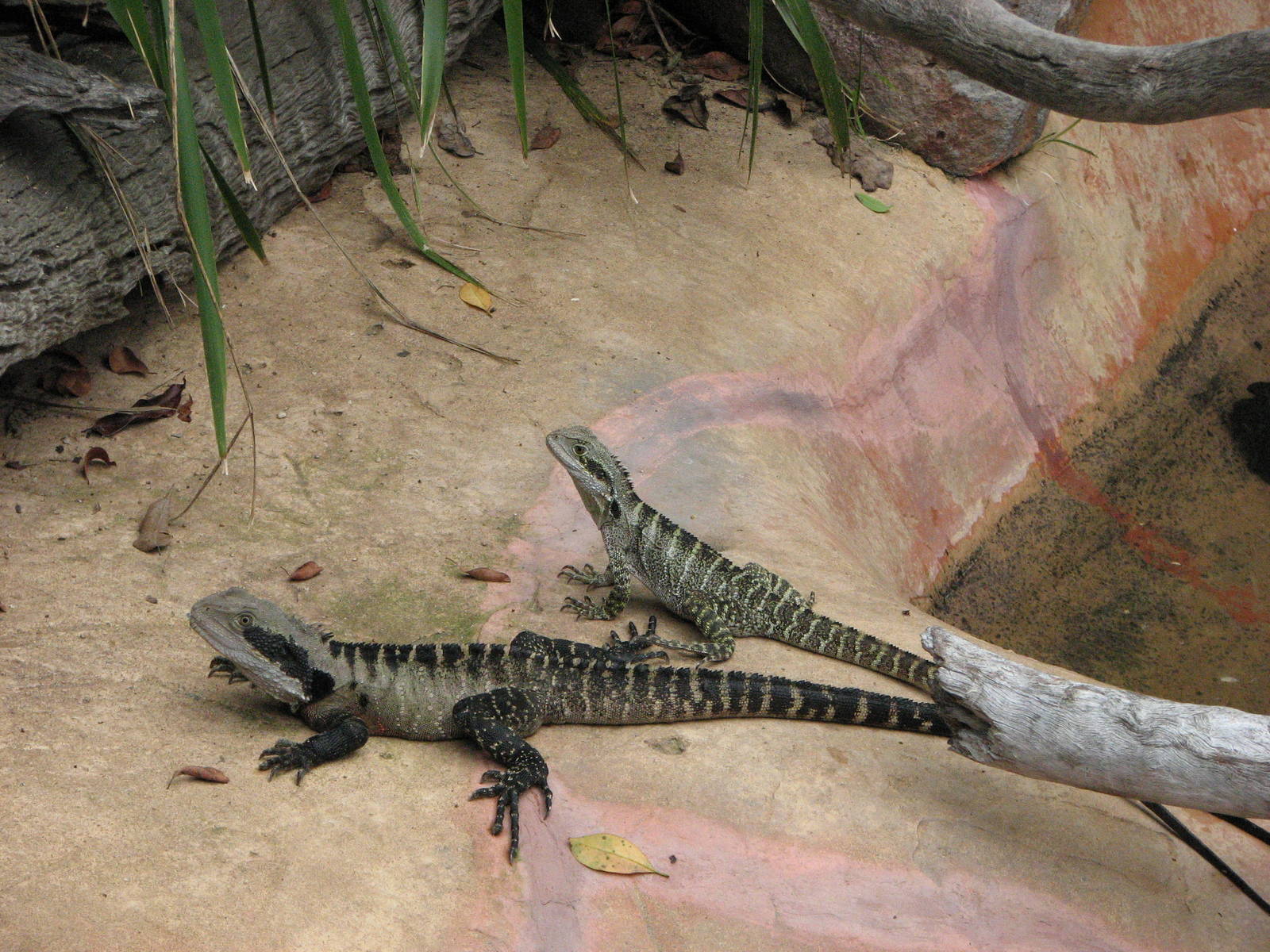 Kuranda Koala Gardens - Eastern Water Dragons