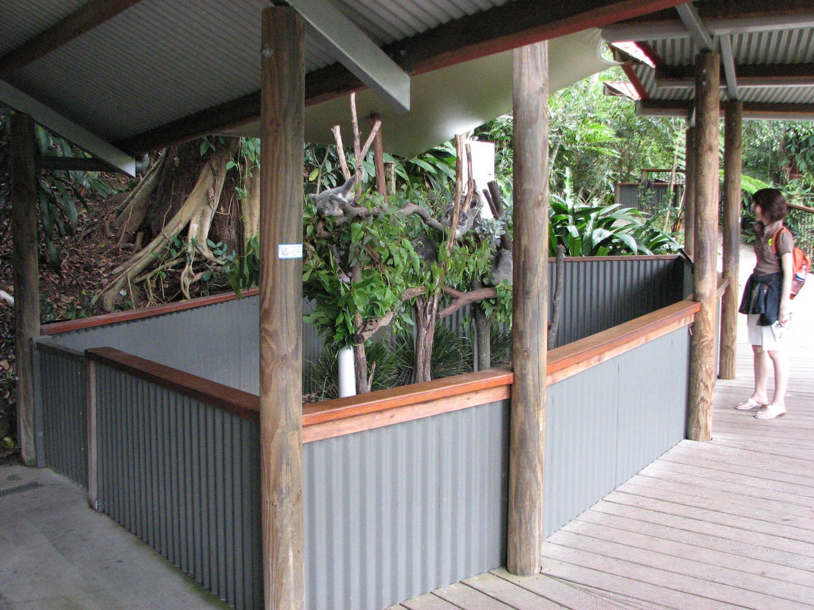 Kuranda Koala Gardens - First Koala exhibit