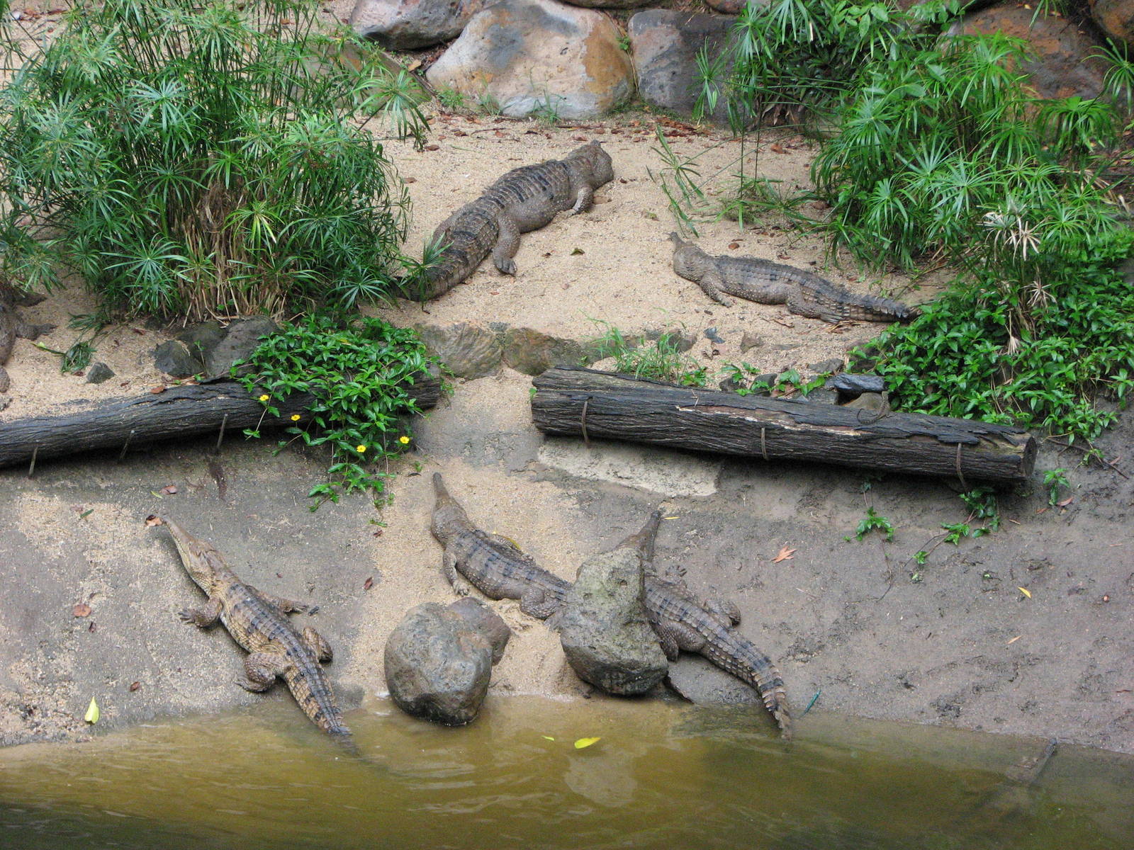 Kuranda Koala Gardens - Freshwater Crocodiles