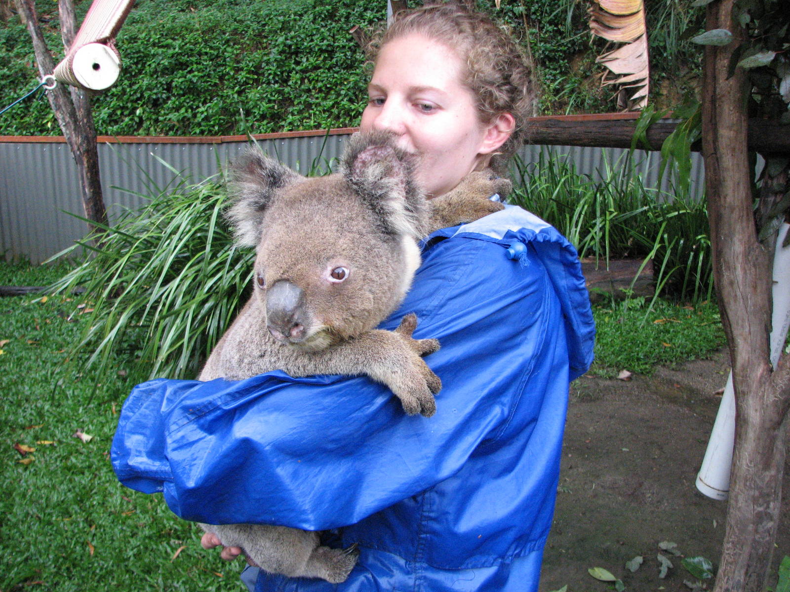 Kuranda Koala Gardens - Keeper with an aged male Koala kept separate from t