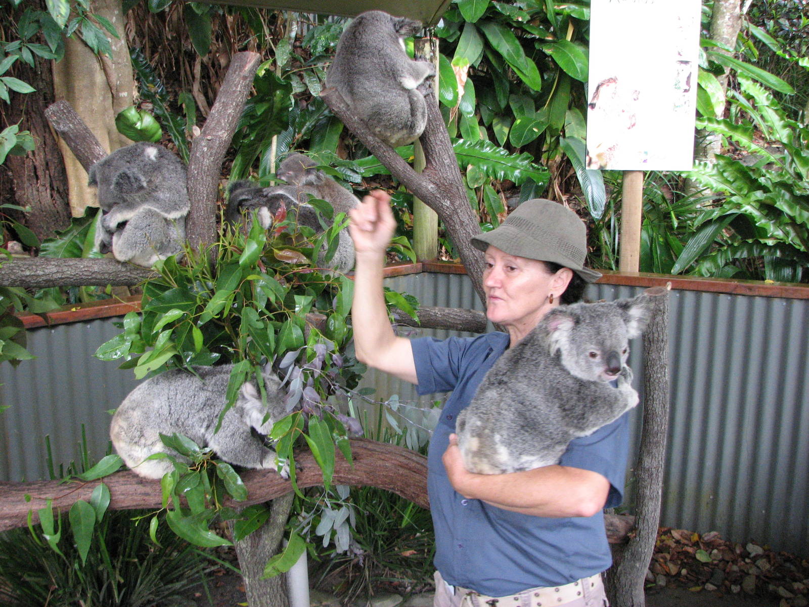 Kuranda Koala Gardens - Keeper with Koalas used for visitor photos