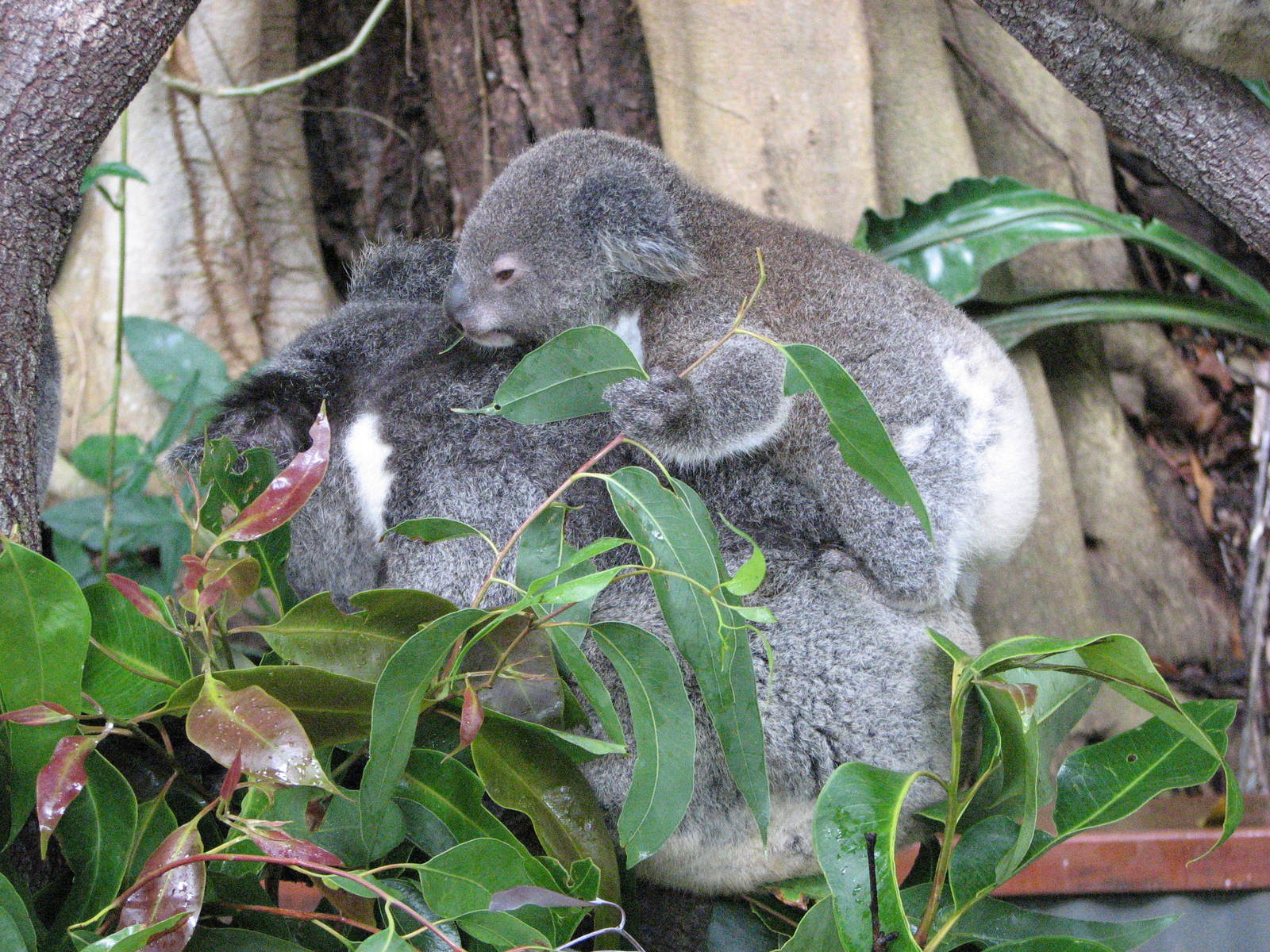 Kuranda Koala Gardens - Koala with 15 month old Joey