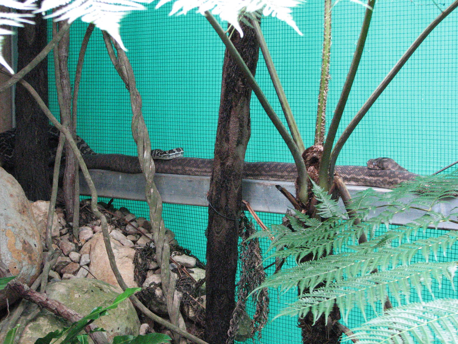 Kuranda Koala Gardens - Mixed Carpet Python and Scrub Python