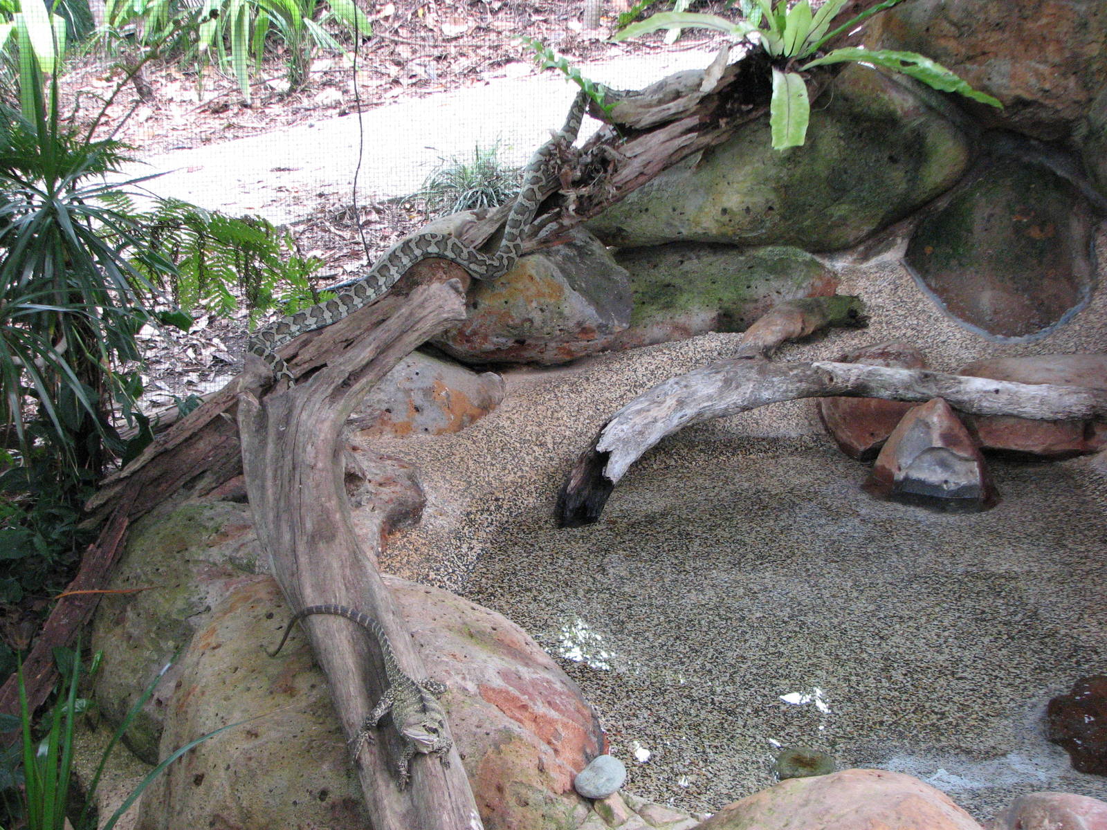 Kuranda Koala Gardens - Mixed Eastern Water Dragon and Scrub Python