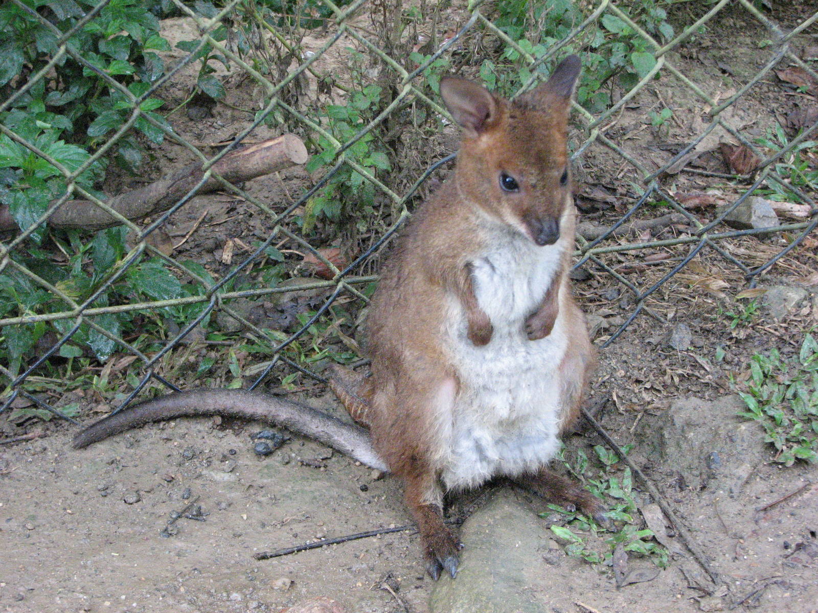Kuranda Koala Gardens - Red-Legged Pademelon