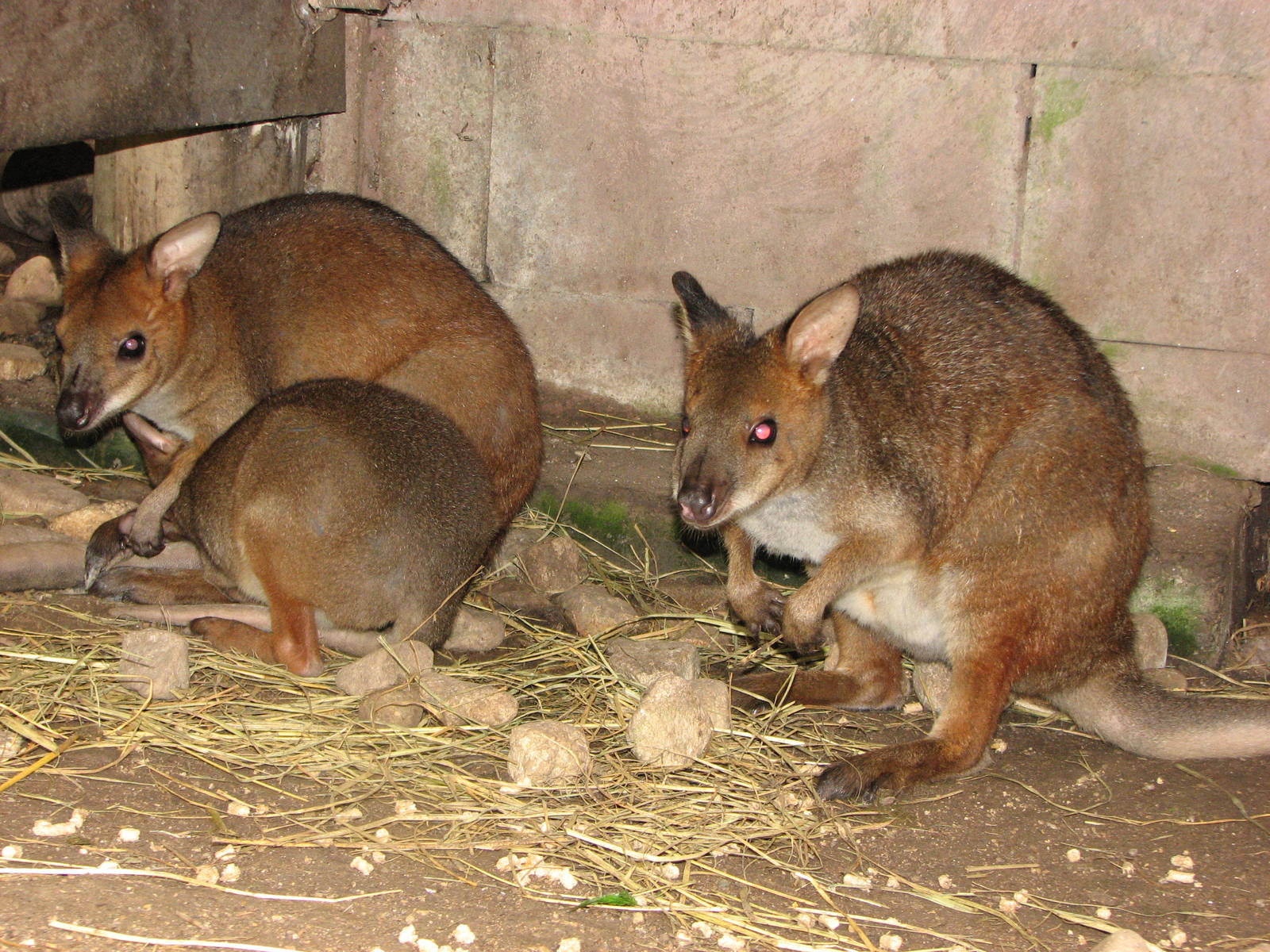 Kuranda Koala Gardens - Red-Legged Pademelon