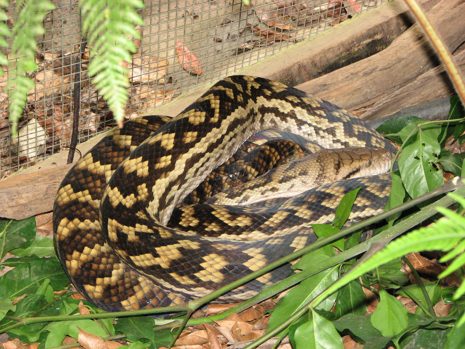 Kuranda Koala Gardens - Scrub Python