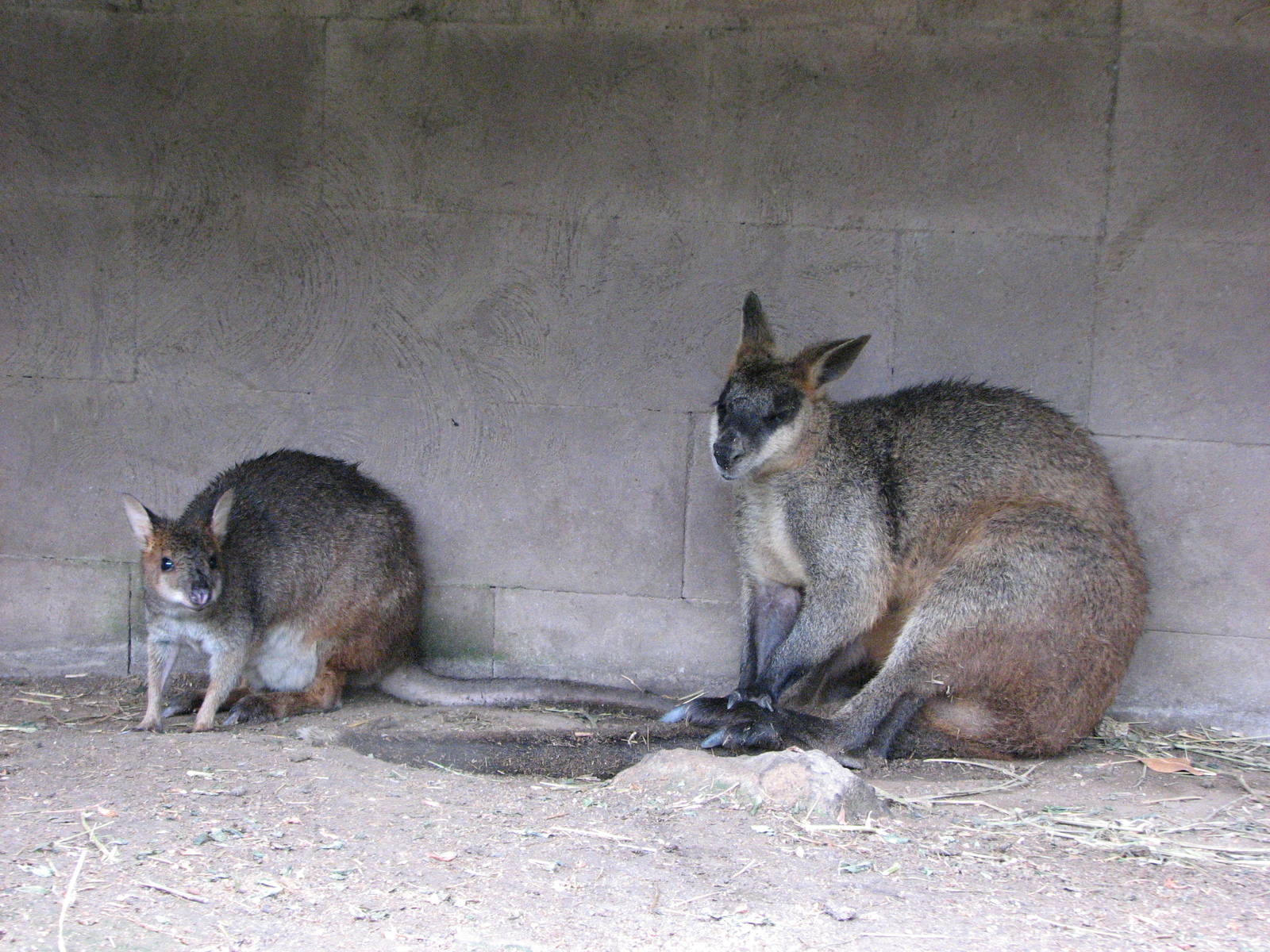 Kuranda Koala Gardens - Swamp Wallaby