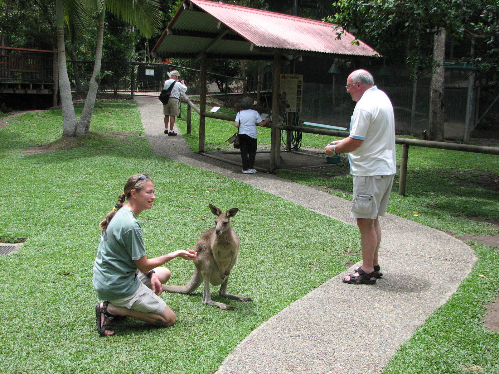 Kuranda Koala Gardens - Walk-through Kangaroo exhibit