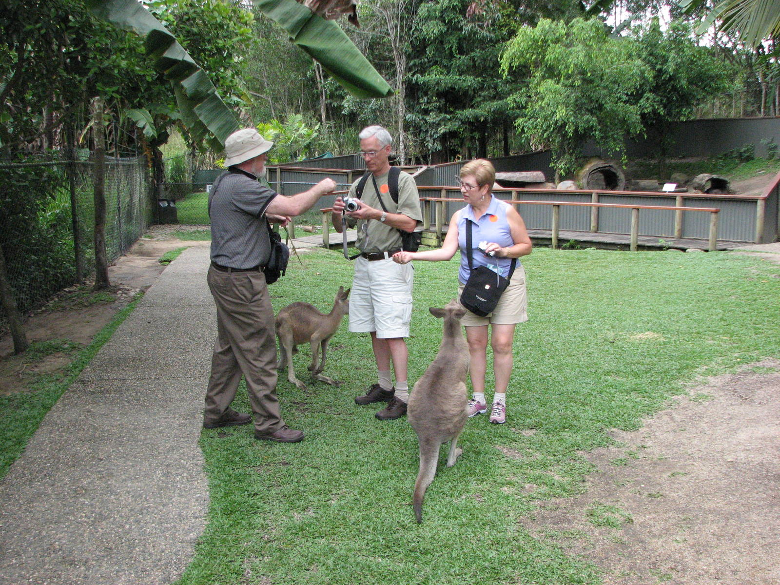 Kuranda Koala Gardens - Walk-through Kangaroo exhibit