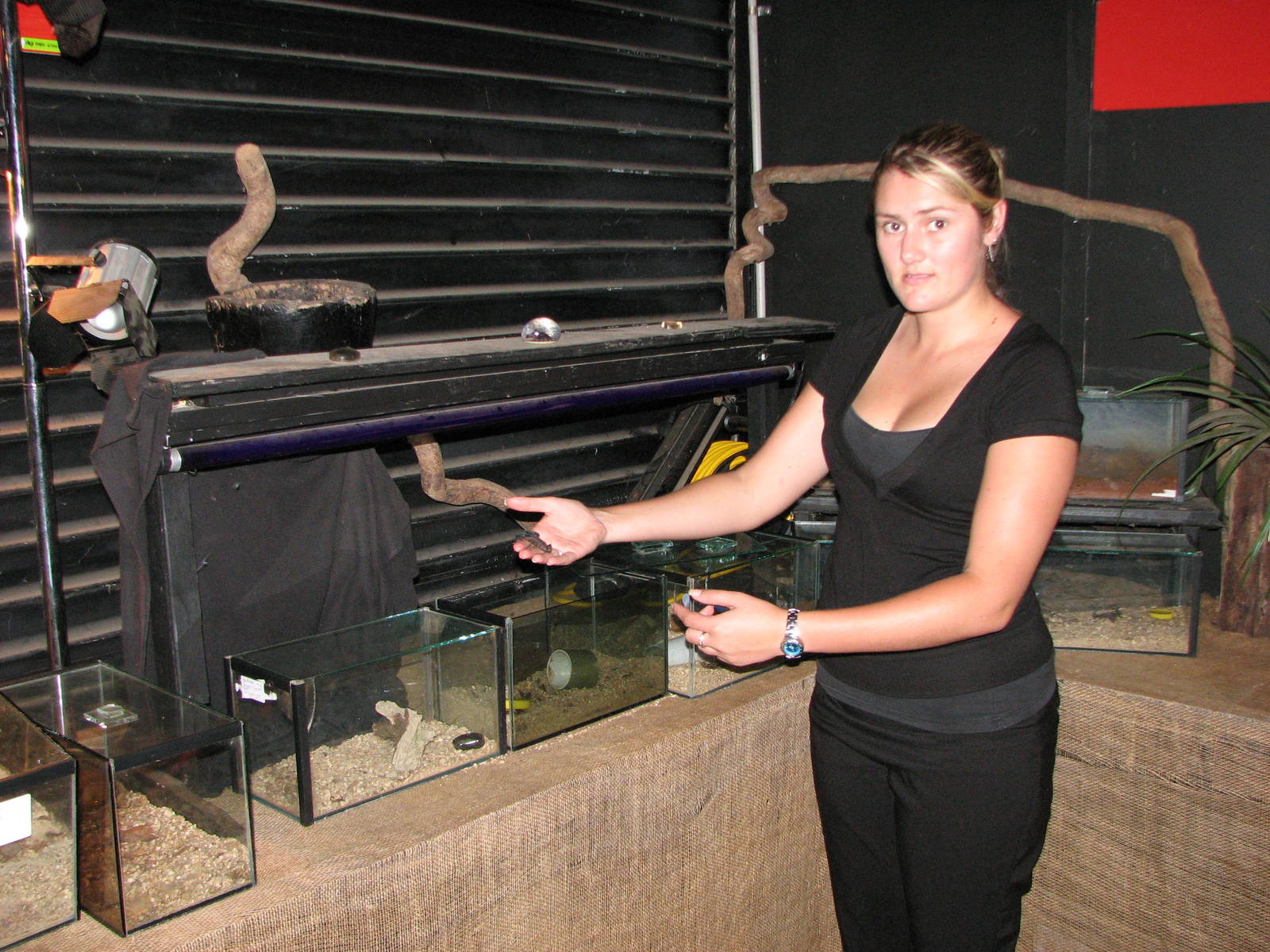 Kuranda Venom Zoo 2007 - Scorpion exhibits