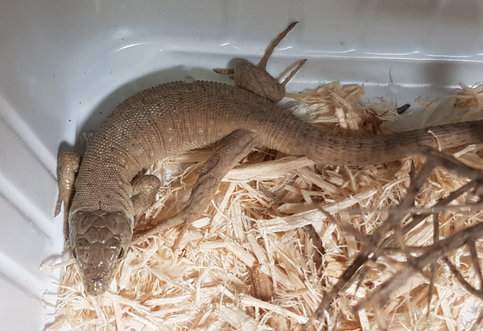 Kurdistanian ocellated lizard - Timon kurdistanicus