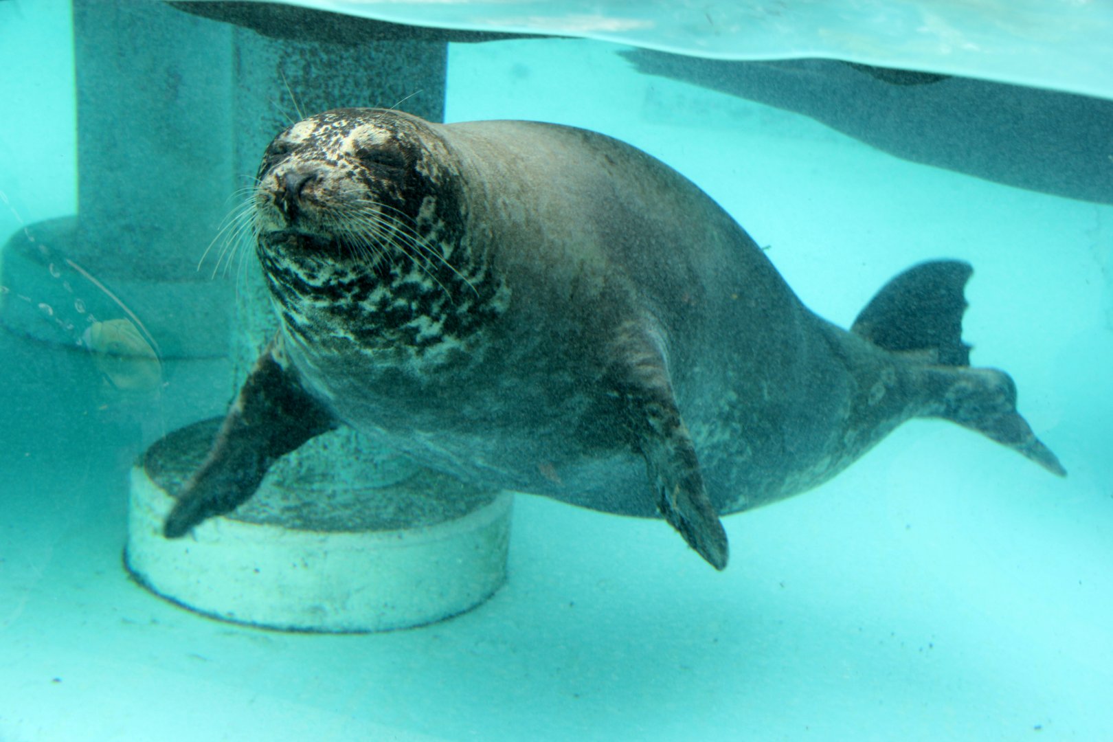 Kuril Seal or Western Pacific Harbor Seal (Phoca vitulina stejnegeri)