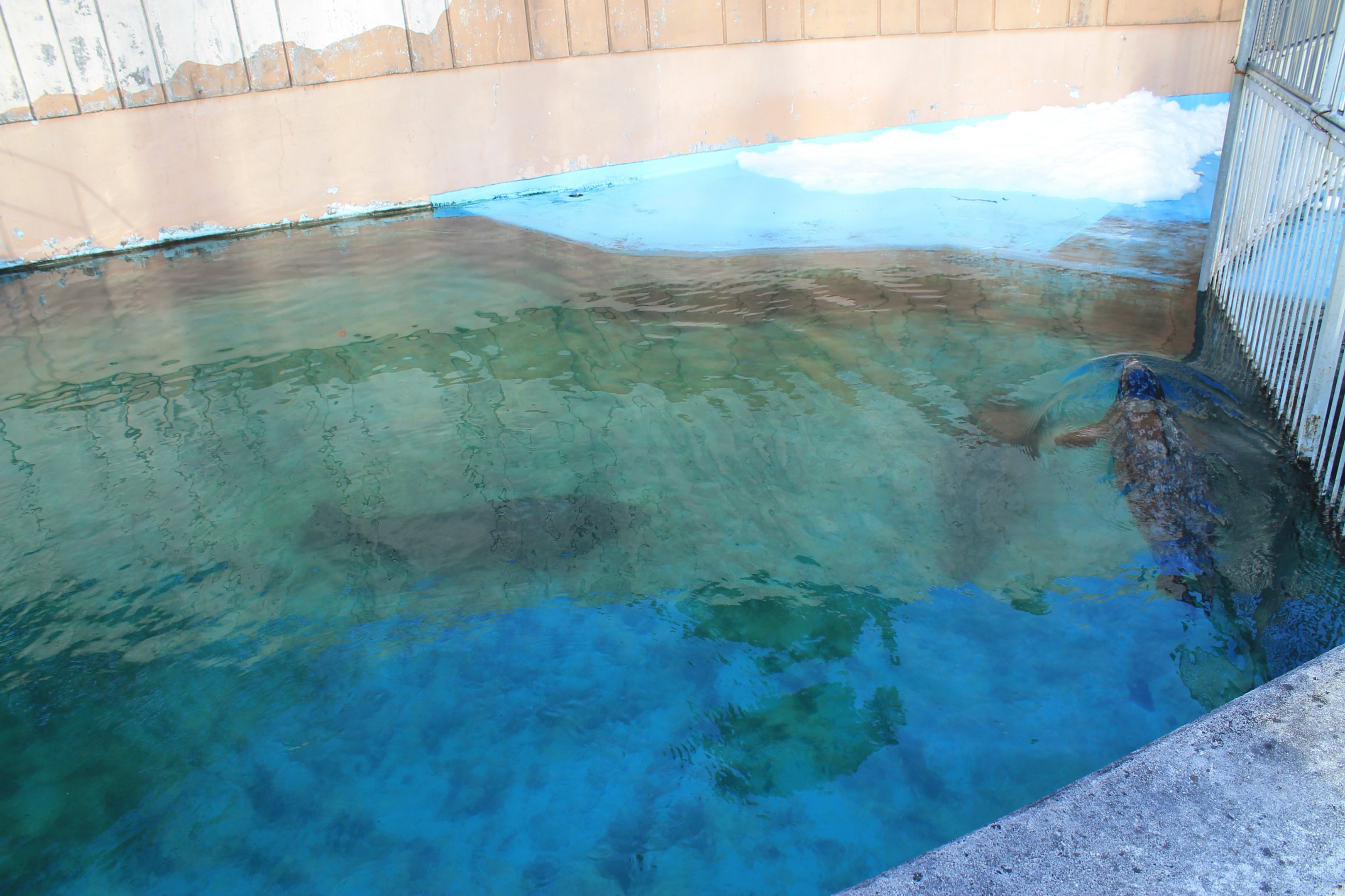 Kuril Seal (Phoca vitulina stejnegeri), Kushiro Zoo