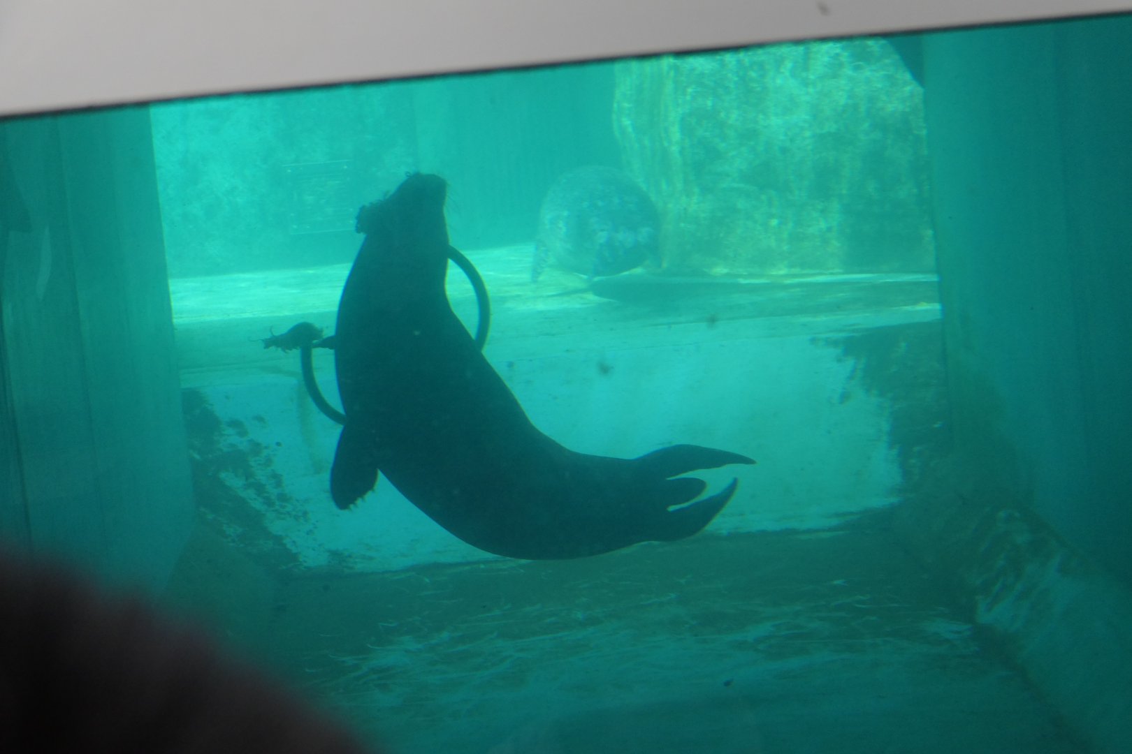 Kuril Seal (Phoca vitulina stejnegeri)