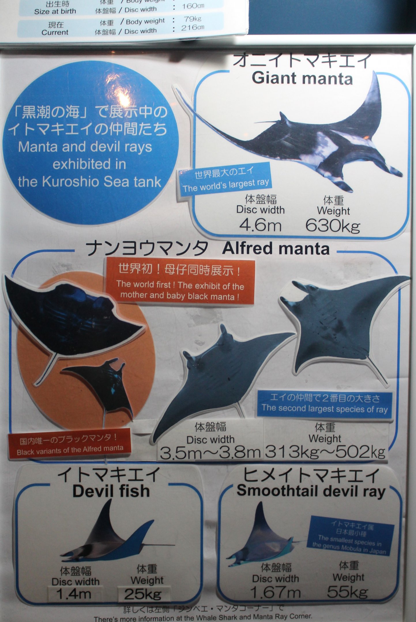 Kuroshio Sea tank signage