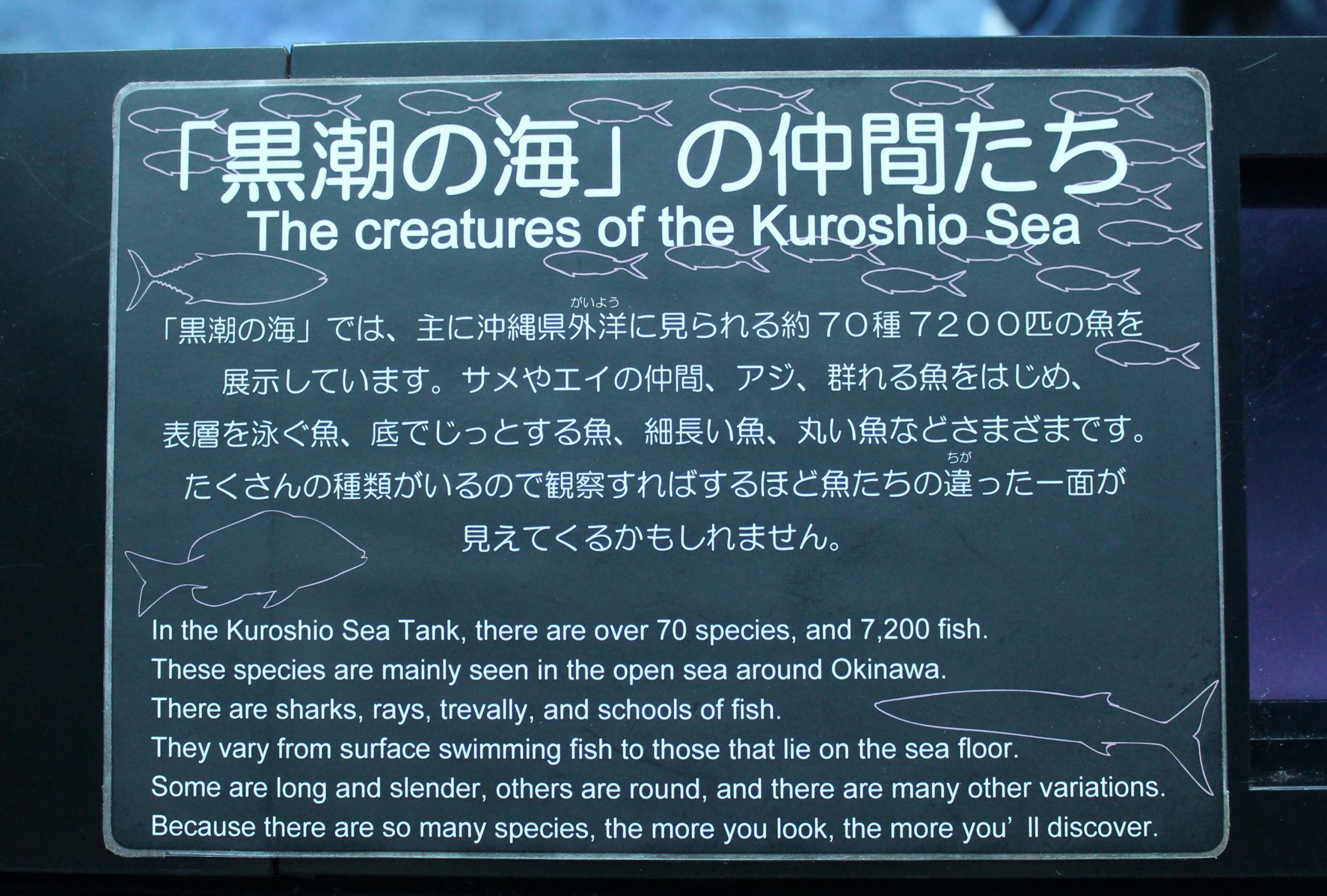 Kuroshio Sea tank signage
