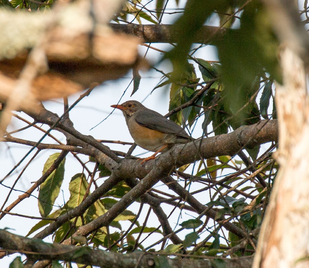 Kurrichane Thrush