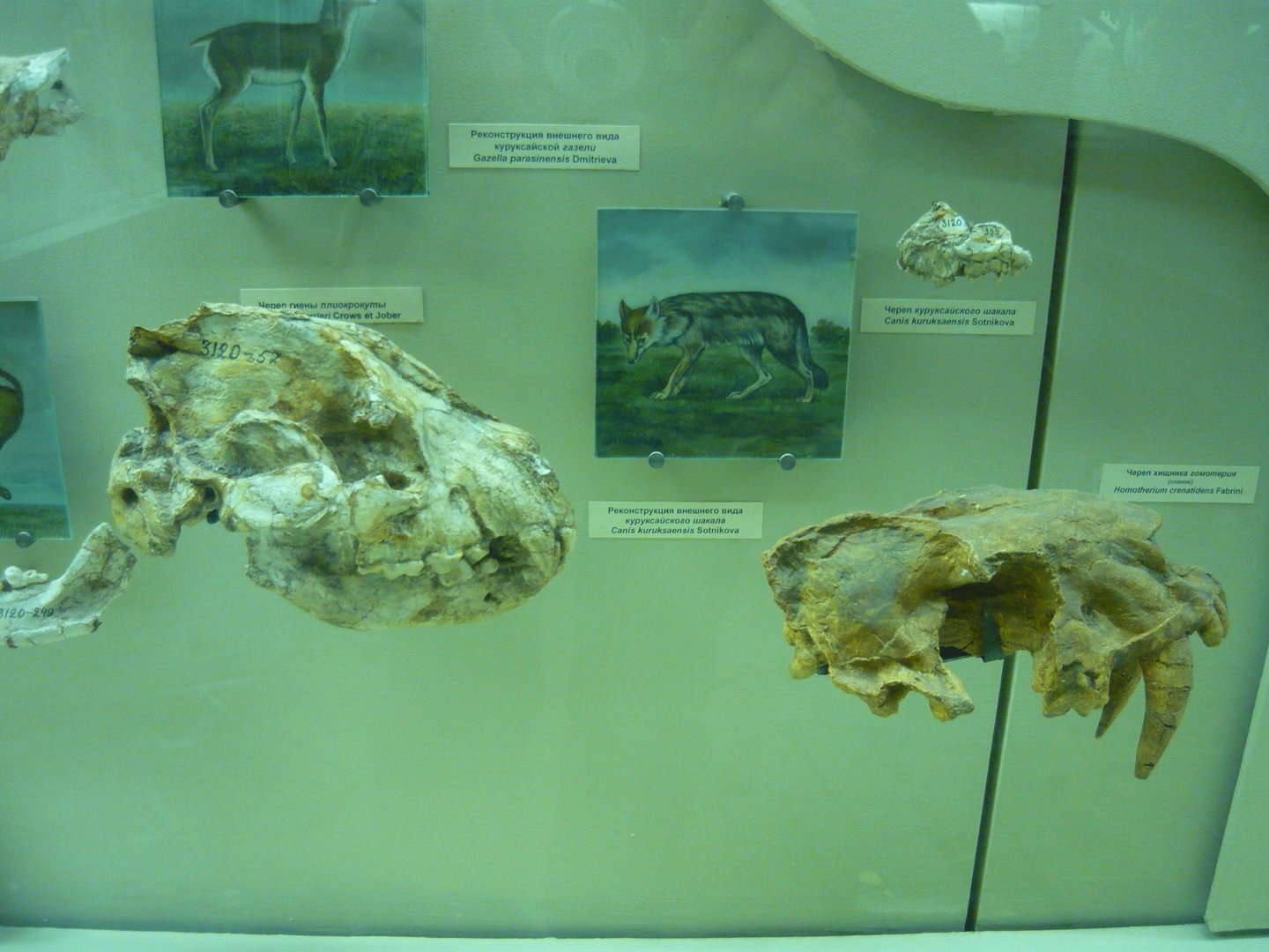 Kuruksai fauna carnivores (Late Pliocene, Tajikistan)