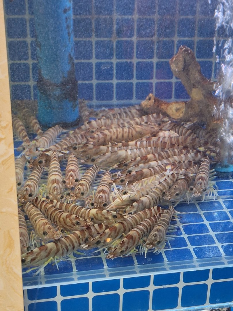 Kuruma Prawn (Penaeus japonicus)