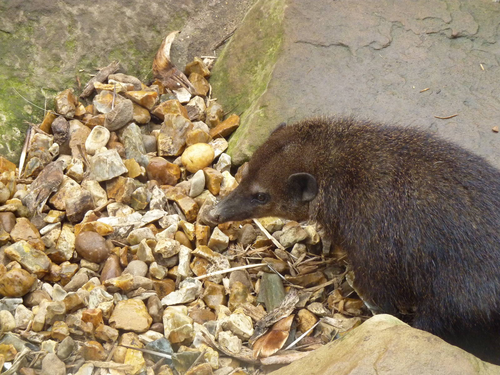 Kusimanse - 20th August 2012